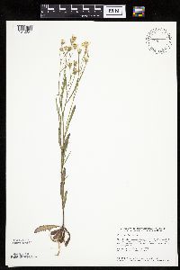 Crepis tectorum image