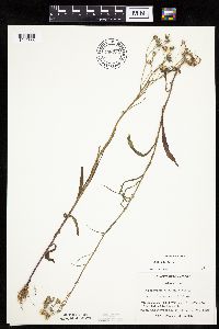 Crepis tectorum image
