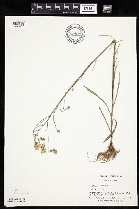 Crepis tectorum image