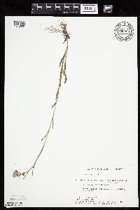 Crepis tectorum image