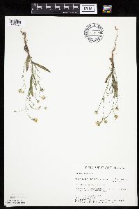 Crepis tectorum image