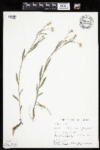 Crepis tectorum image