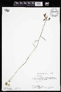 Crepis tectorum image