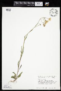 Crepis tectorum image