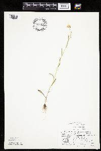 Crepis tectorum image