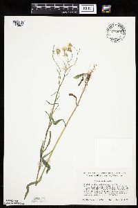 Crepis tectorum image