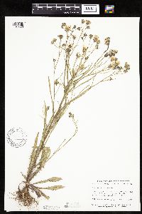 Crepis tectorum image