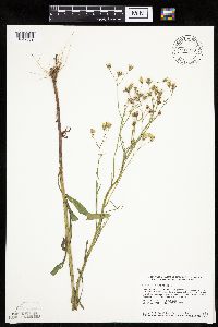 Crepis tectorum image