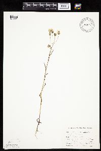Image of Crepis tectorum