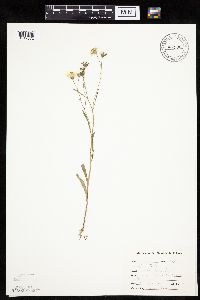 Crepis tectorum image
