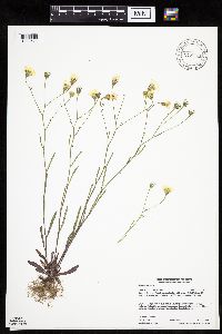 Crepis tectorum image