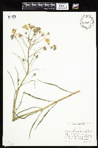 Crepis tectorum image