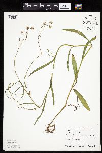 Crepis tectorum image