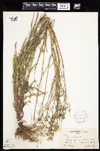 Crepis tectorum image