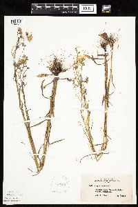 Crepis tectorum image