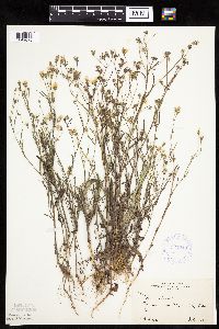 Crepis tectorum image