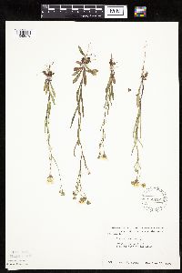 Crepis tectorum image