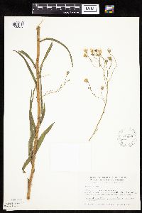 Crepis tectorum image