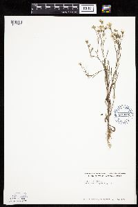 Crepis tectorum image