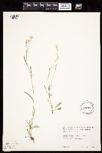 Crepis tectorum image