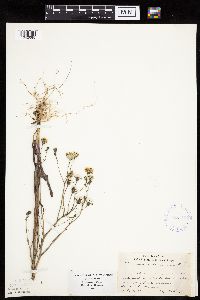 Crepis tectorum image