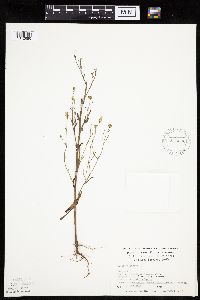 Crepis tectorum image