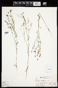 Crepis tectorum image