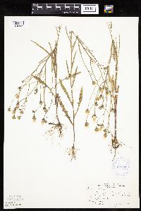 Crepis tectorum image