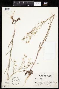 Crepis tectorum image