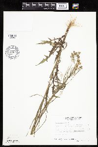 Crepis tectorum image