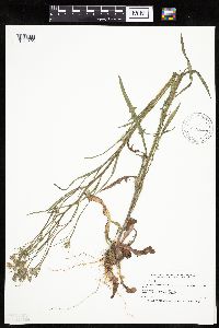 Crepis tectorum image