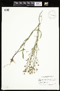Crepis tectorum image