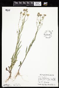 Crepis tectorum image