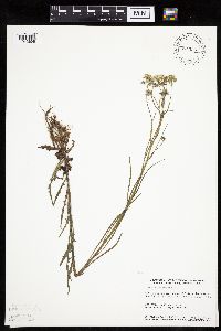 Crepis tectorum image