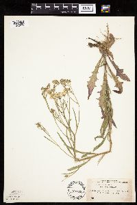 Crepis tectorum image