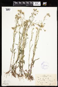 Crepis tectorum image