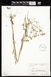 Crepis tectorum image