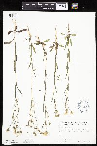 Crepis tectorum image