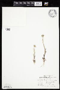 Crepis tectorum image