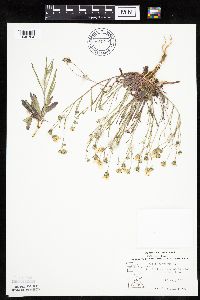 Crepis tectorum image