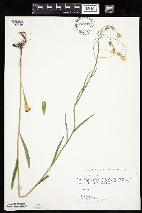 Crepis tectorum image