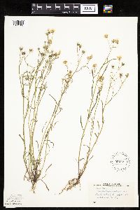 Crepis tectorum image