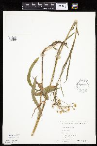 Crepis tectorum image
