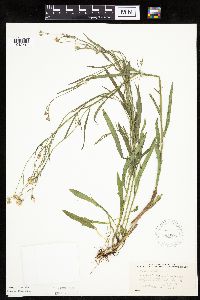Crepis tectorum image