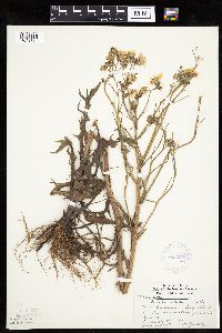 Crepis tectorum image