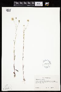 Crepis tectorum image