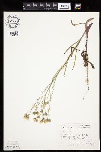 Crepis tectorum image