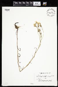 Crepis tectorum image