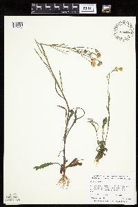 Crepis tectorum image