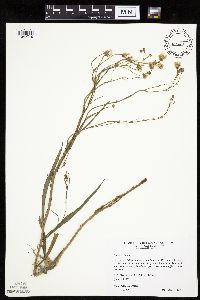 Crepis tectorum image